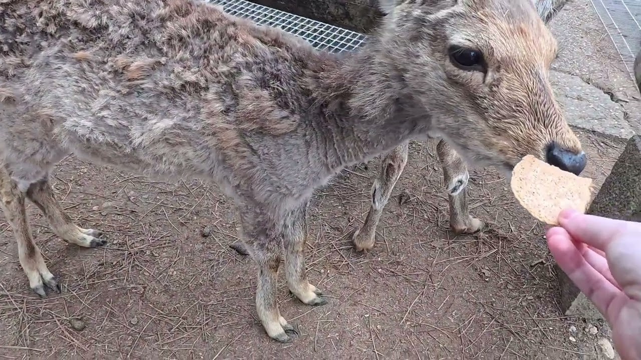 Japan Vlog (Day 13 - Osaka): Nara Day Trip