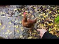 Beginning of video