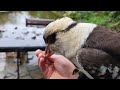 Middle of video