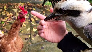 Wild kookaburra wont let go of my finger!! (Part 1) @BackyardBirdsofAustralia