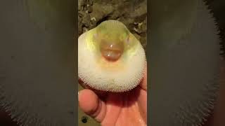Puffer Fish