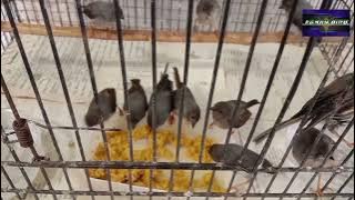 Cara Memberi Pakan Burung Cerecet Jawa Bahan@faxxybird