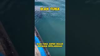 Ikan Tuna Super Besar Lewat Kepelabuhan. #ikan #fish #hewan #animals #ikantunabesar #tuna  #mancing