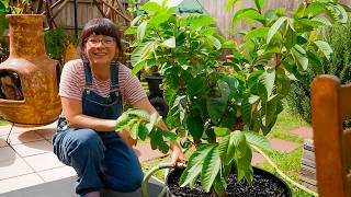 Spring Container Gardening! Planting  Fruit Trees and Sweet Potatoes.