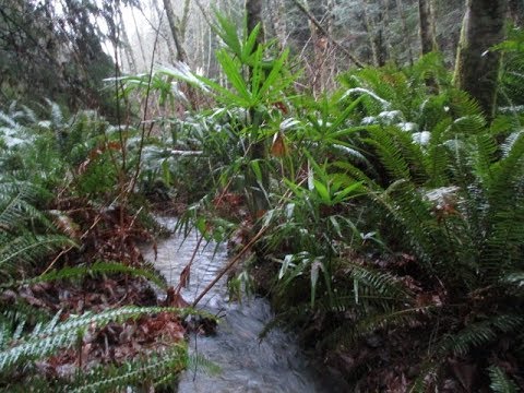 Palm Trees in a Canadian Rainforest
