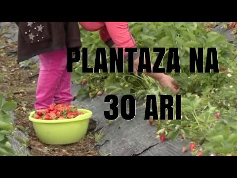 Video: Plantaža Jagoda "Fionov" U Regiji Tosno