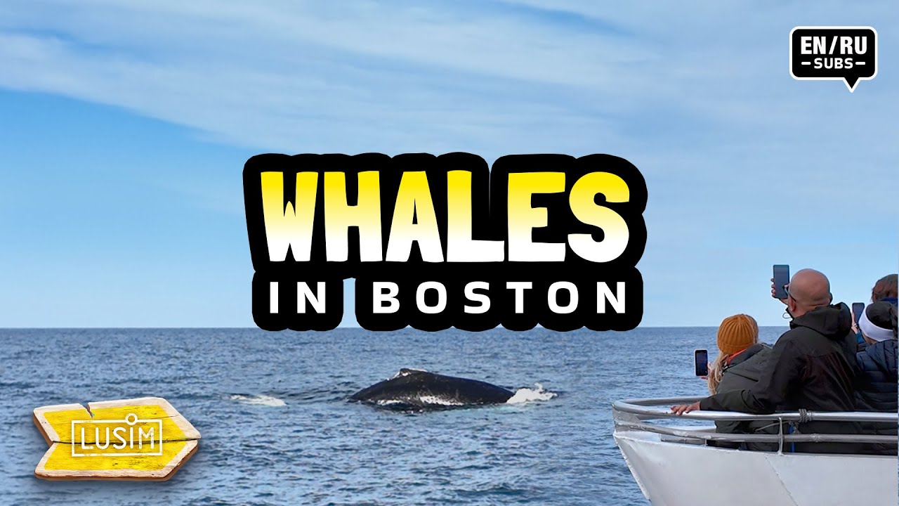 Киты совсем рядом! Морское приключение у берегов Бостона / Where to see whales in the USA?