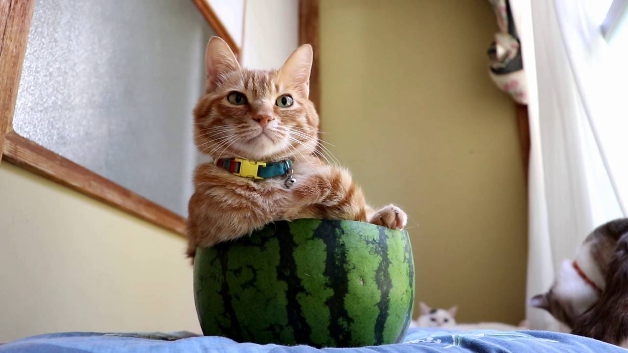 スイカ大サイズ！額付き作品　title「一陽来福ニャンコ」 スイカ入猫 160818 Cat with Watermelon- 2016#4 - YouTube