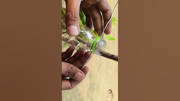 How to Air Layer with water | Air layering with water