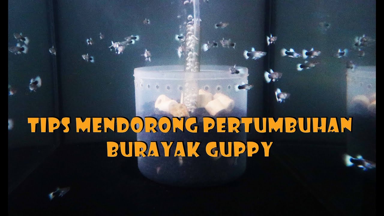 Penting !! Perawatan Guppy Usia 15 - 30 Hari