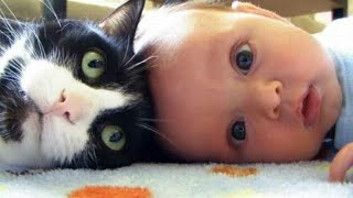 Baby and cat fun .🐱The most  funniest cats ever. by Cute Pet 3,713 views 3 years ago 7 minutes, 6 seconds