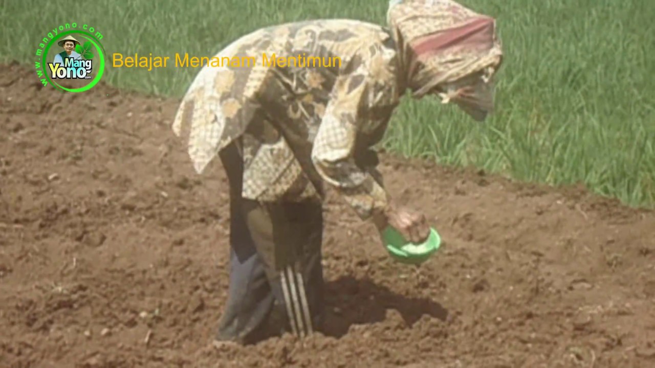 CARA MENANAM MENTIMUN 