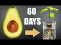 🥑 Avocado Tree from Seed in Water ( 60 Days Time-Lapse )