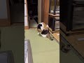 【三毛猫】母が寝たことを確認するミケ