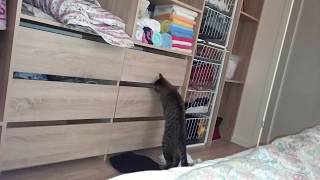 Яшка - кот "воришка" Пойман на месте преступления :) Яшка - кот "воришка" Пойман на месте преступления :)