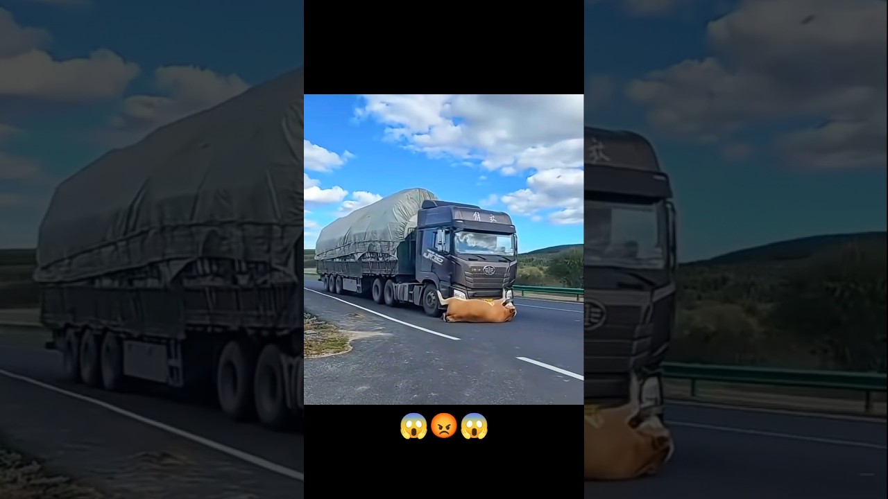 cow accident with China 😡😱🔥!