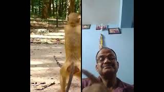 Noty Monkey Vs angry Cat fight #duet #animallife #viralvideo #viralshorts