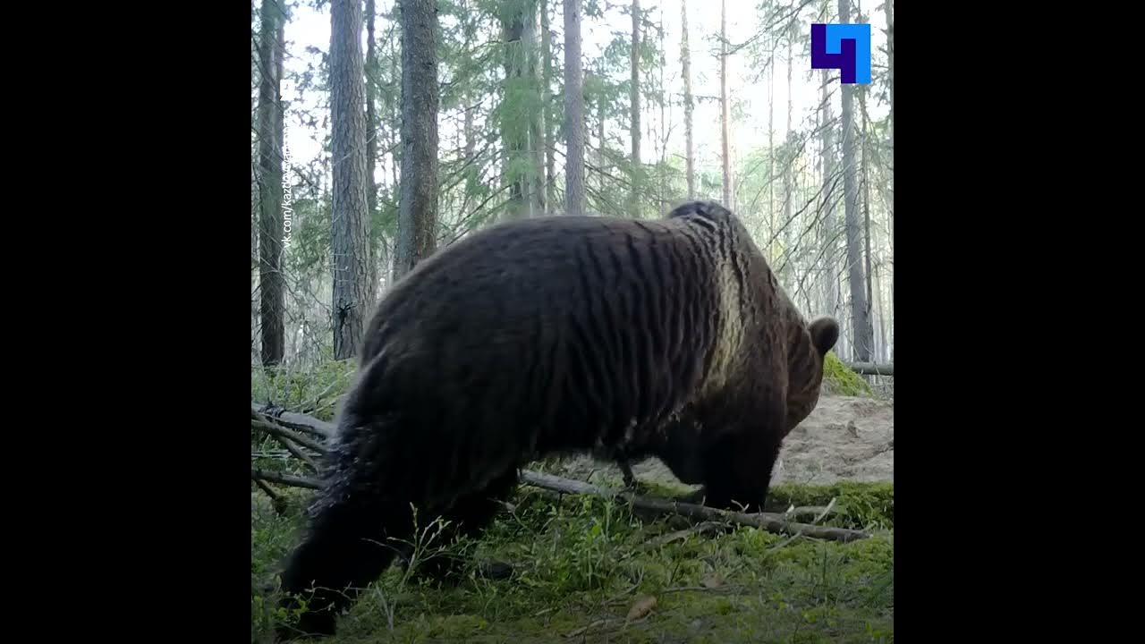 Медведи в подмосковье. Медведи в Ленинградской области. Медведи в лесах Ленобласти. Медведь в лесу ЛЕНОБЛАСТЬ. Медведи в Ленинградской области 2022.