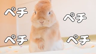*裁断済み ウサギの医学 mqdefault.jpg