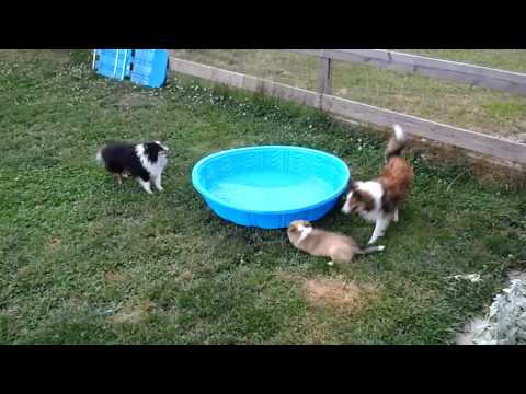 Shelties race around pool & stairs, 2010