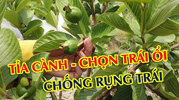 Tỉa cành tạo tán ổi RUBY để thu hoạch trái đạt loại 1