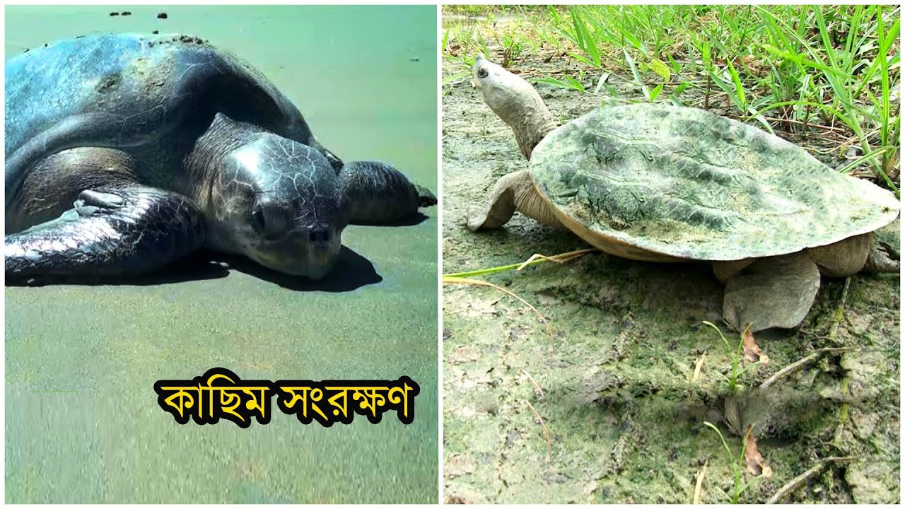 কাছিম সংরক্ষণ | Conservation of Turtle | 2022 | Critically Endangered Batagur Baska Consurvation