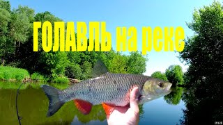 ОГРОМНОЕ количество ГОЛАВЛЯ/Ловля ГОЛАВЛЯ на реке/Рыбалка в Беларуси 2022