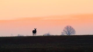 Лоси. Осеннее утро. Moose. Autumn morning.