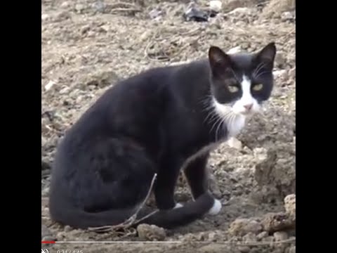 귀여운 턱시도 고양이가  &amp;quot;하늘마 농작물 &amp;quot;  옆에서 보초 서기.A cute <strong>tuxedo</strong> cat stood sentry next to &amp;quot;Haneulma Crop