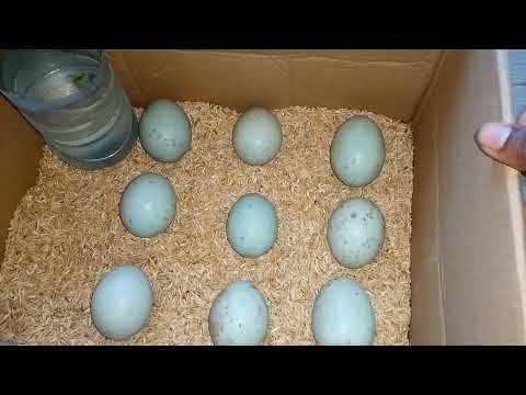 Cara Menetaskan Telur Bebek Manual