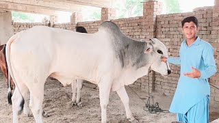 Qurbani ke liye Bade janwar (2020)  (6)