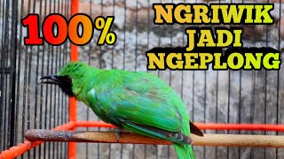 Pancingan cucak ijo NGRIWIK Biar LANGSUNG GACOR Cucak Ijo Bakalan Pasti Ikut Bunyi