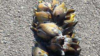 Big BODACIOUS bluegills!! 💥💥💥#bluegill #bluegills #fishing