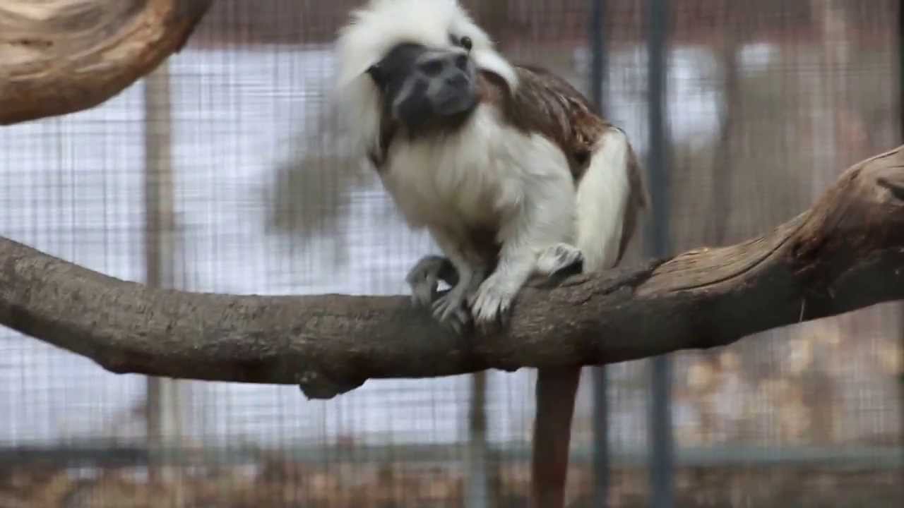 Cotton-Top Tamarin leaping away