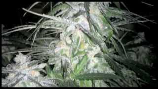 Multi-Strain Day 55 Cannabis