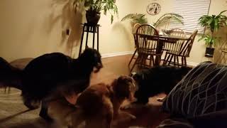 Silken windhounds and border collie play by wildmeadow_windhounds 507 views 5 years ago 45 seconds