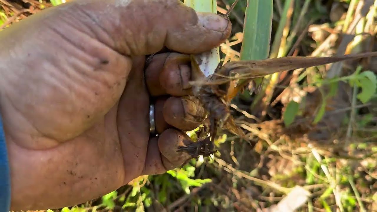 A sembrar té de limón primero Dios 