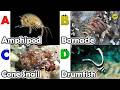 Amazing sea animals | ABC Sea Animals song | English and Animals for Kids | Alphabets Kids Song