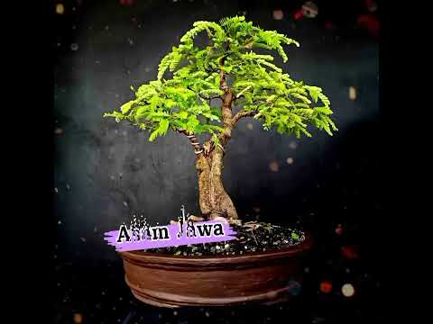 Video: Nama Tumbuhan Latin - Mengapa Kami Menggunakan Nama Latin Untuk Tumbuhan