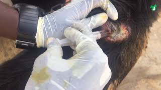 Abscess on Dog shoulder | Jipu kwenye bega la mbwa