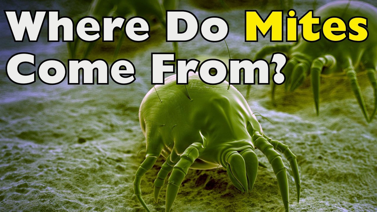 Origin and Nature of Dust Mites