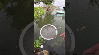 found lots of baby jerbung shrimp #fishing #traditional #usa #usareels #UnitedStates #unitedkingdom