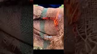 आग वाला फल रहस्य