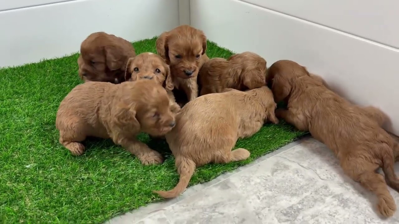 F1 Cavapoo Puppies! Bella’s Litter | Pleasant Home Puppies