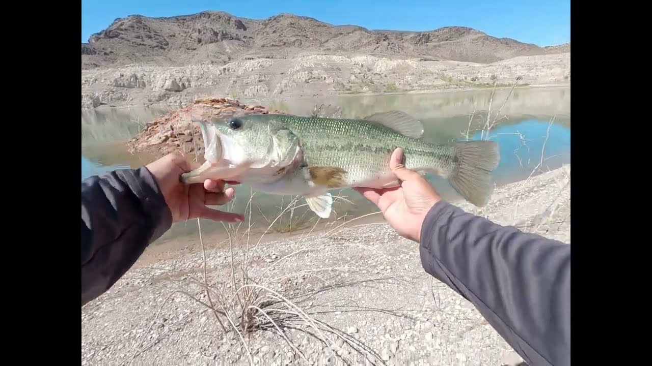 Morning Bass Fishing at Lake Mead