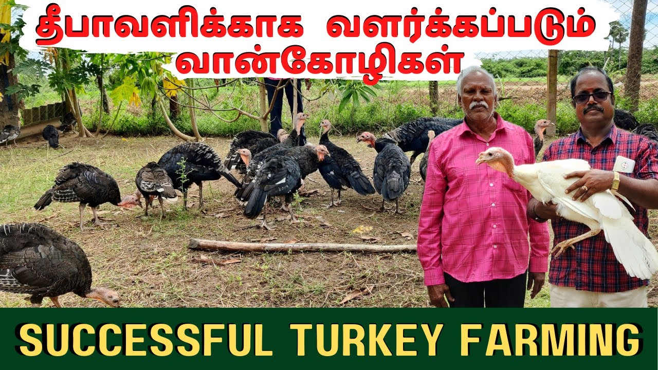 வளமான வருமானம் தரும் வான்கோழி வளர்ப்பு! - 250 வான்கோழிகள்...  Successful Turkey farming.