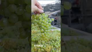 Harvest 2022 Grenache Blanc Vineyard