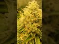 Runtz Day 48 Flowering