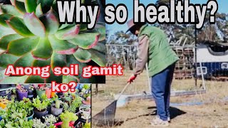 (DIY SOIL) SUCCULENT!!Anong soil ang gamit ko?(DIY soil for Succulent)