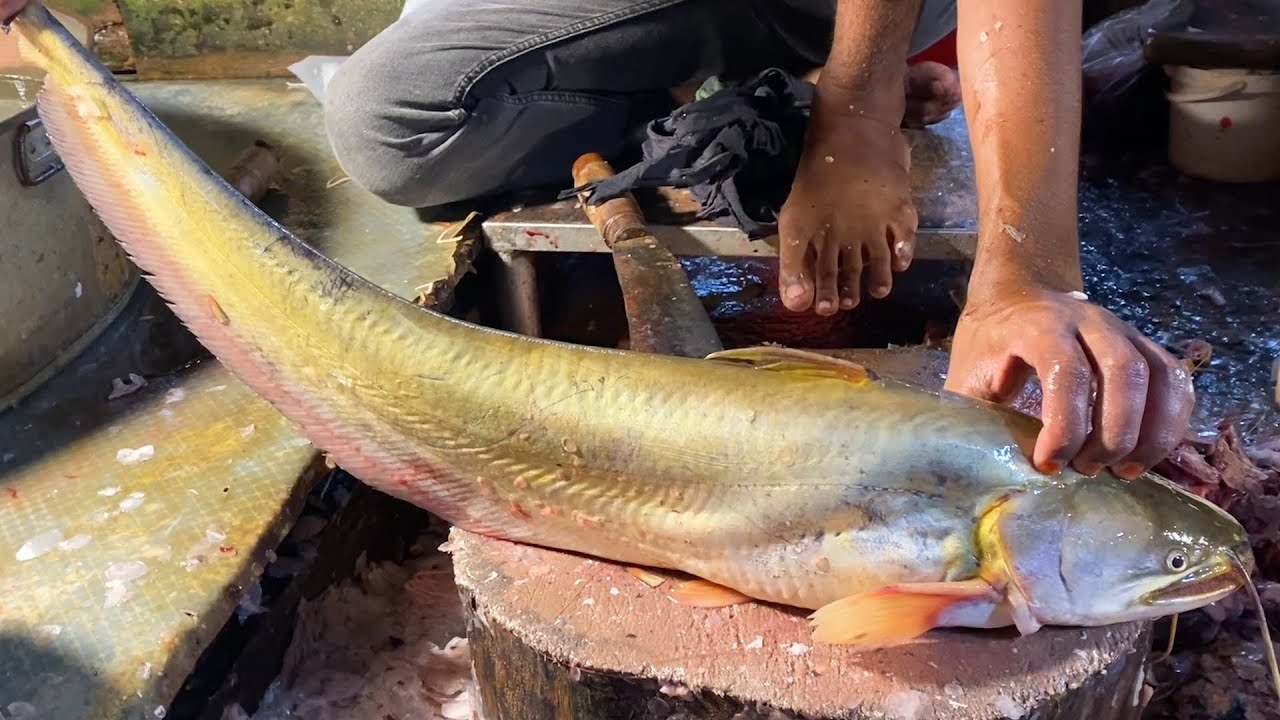 Great Wallago Attu Boal Fish Cutting Fantastic Skills | Live Fish ...